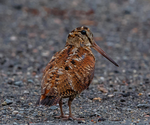 Хомноот (Буурал хомноот)